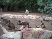 SPI nov 2009 024.JPG