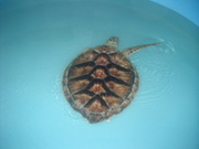 SPI nov 2009 048.JPG