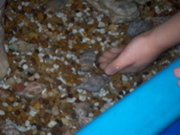 SPI nov 2009 057.JPG