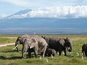 180px-Elephants_Kili_2.jpg