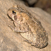 toad.jpg