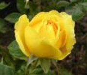 rose.jpg